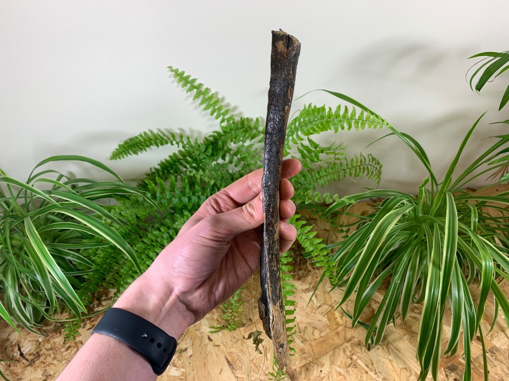 Woolly Mammoth Tusk (11 inches) #06