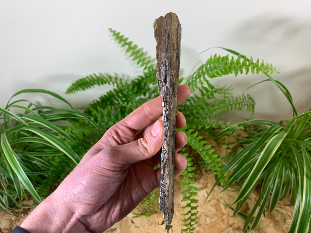 Woolly Mammoth Tusk (7.38 inches) #07