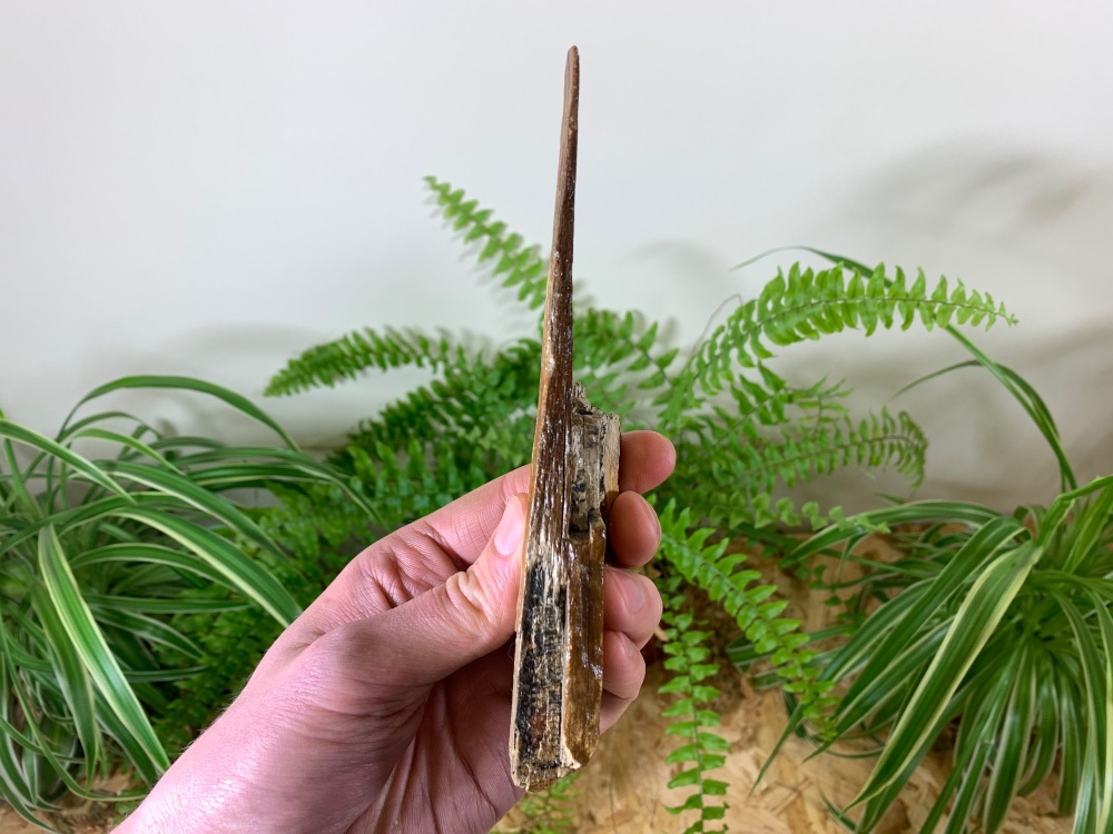 Woolly Mammoth Tusk (6.69 inches) #08