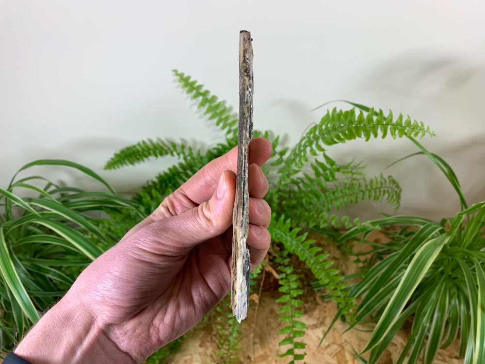 Woolly Mammoth Tusk (6.56 inches) #09