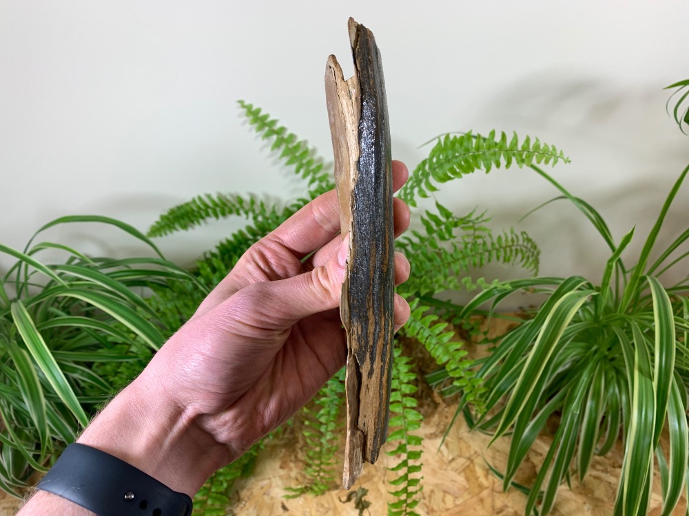 Mammoth Tusk, Germany (7.5 inches) #10