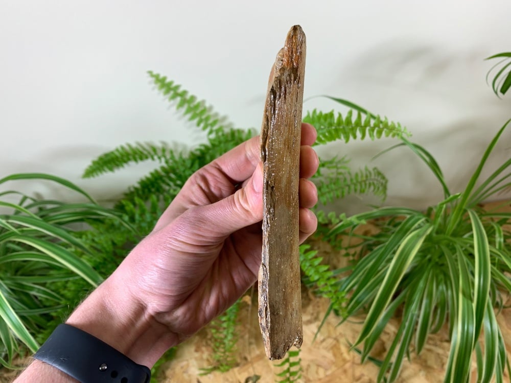 Mammoth Tusk, Germany (6.75 inches) #11