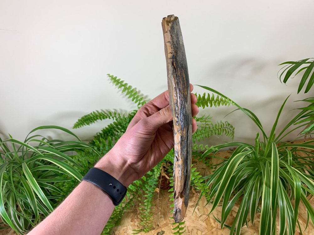 Mammoth Tusk, Germany (10.69 inches) #12