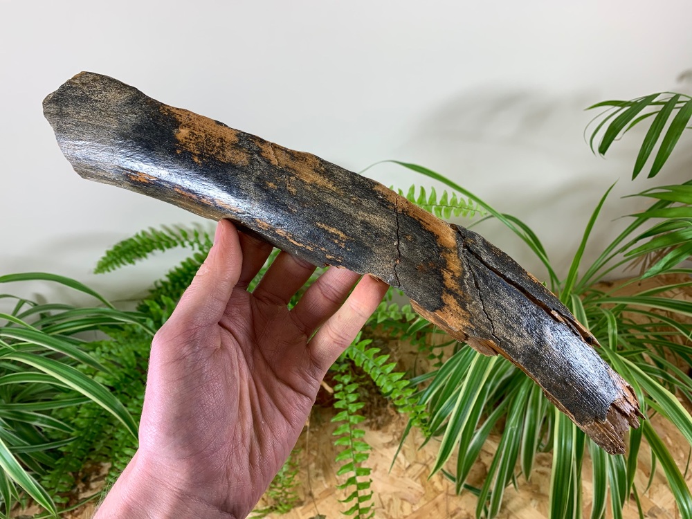 Mammoth Tusk, Germany (13.75 inches) #13