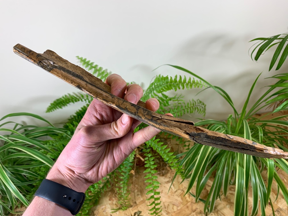 Mammoth Tusk, Germany (13.75 inches) #13