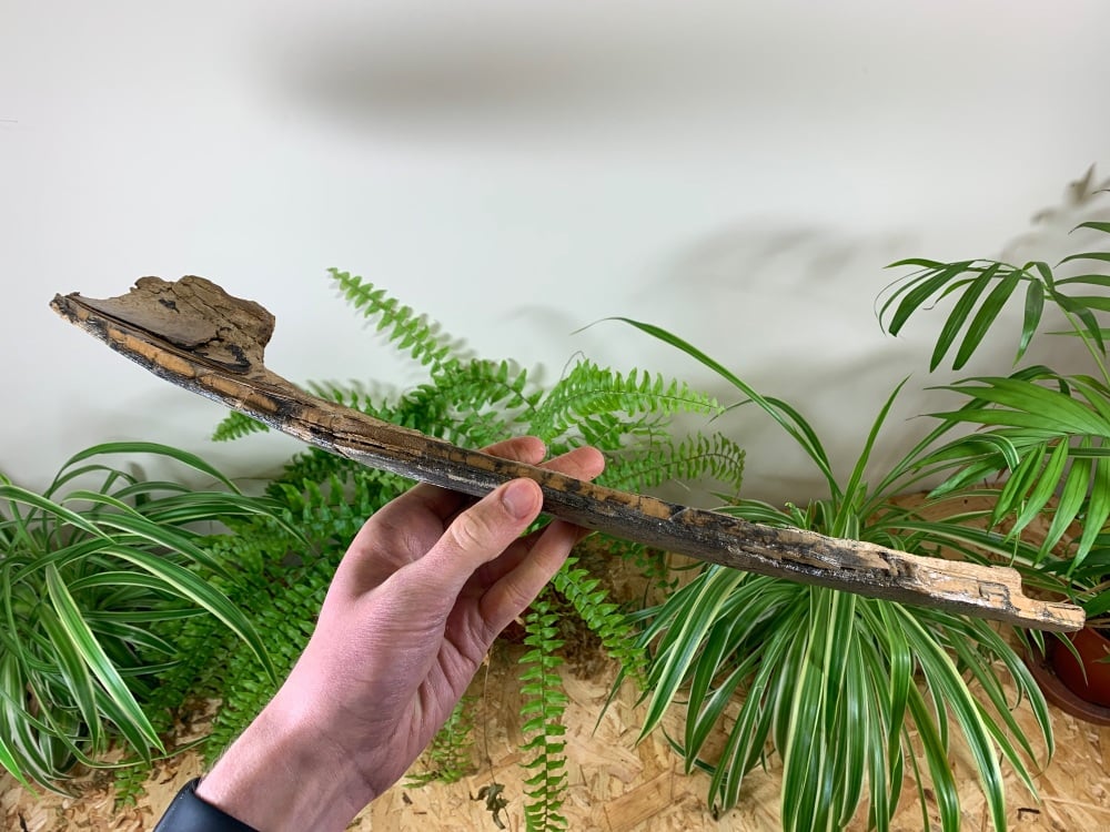 Mammoth Tusk, Germany (1.77ft) #14