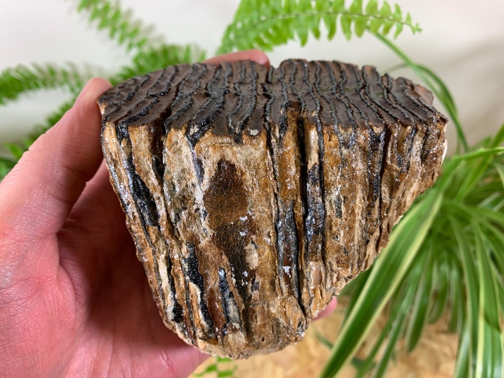 Woolly Mammoth Tooth #01