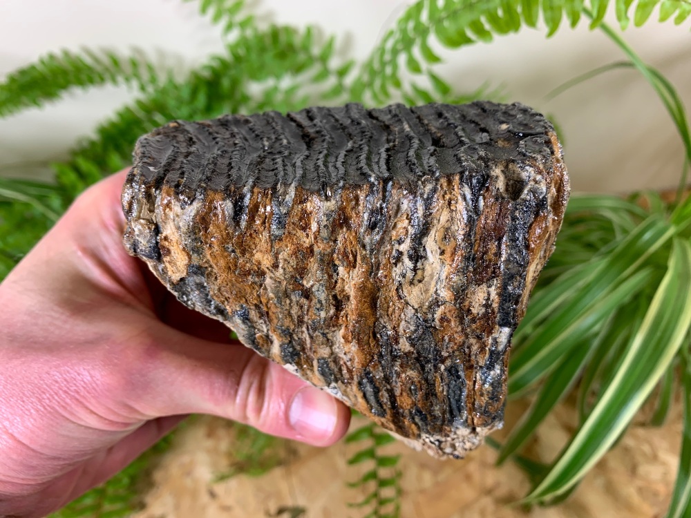 Woolly Mammoth Tooth #02