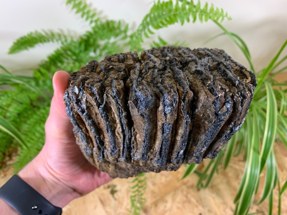 Woolly Mammoth Tooth #03