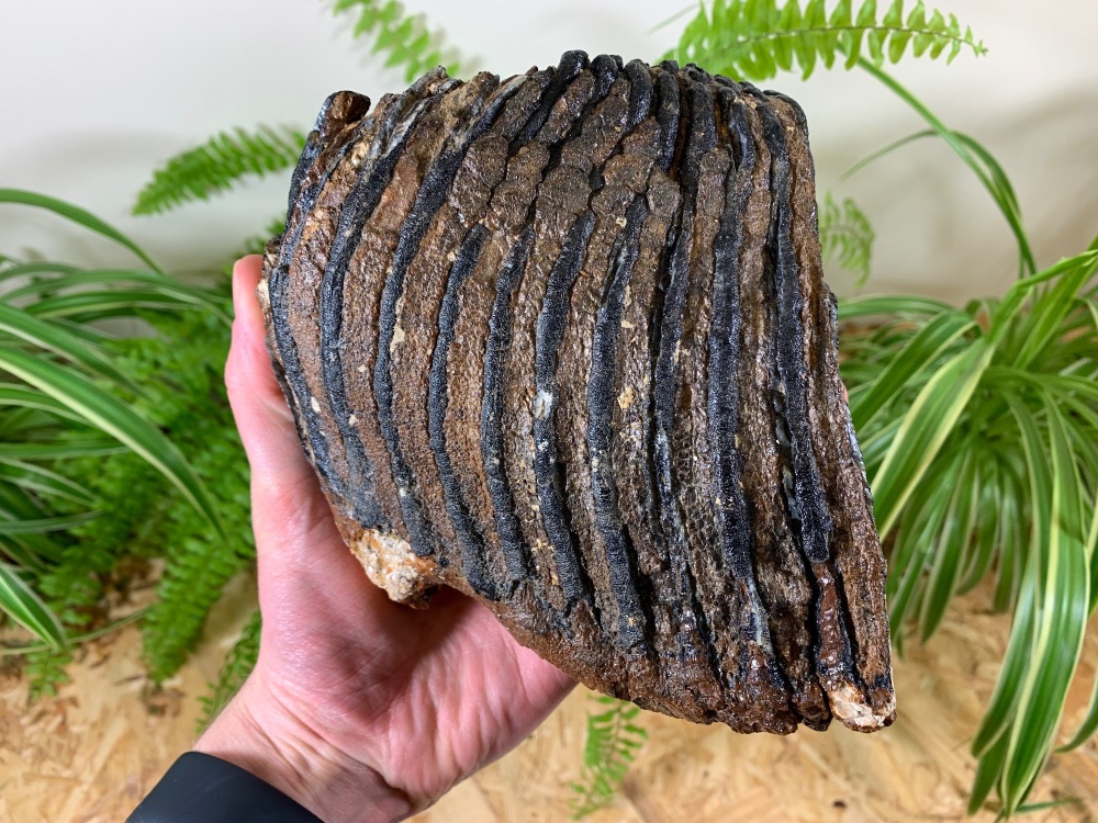 Woolly Mammoth Tooth #04