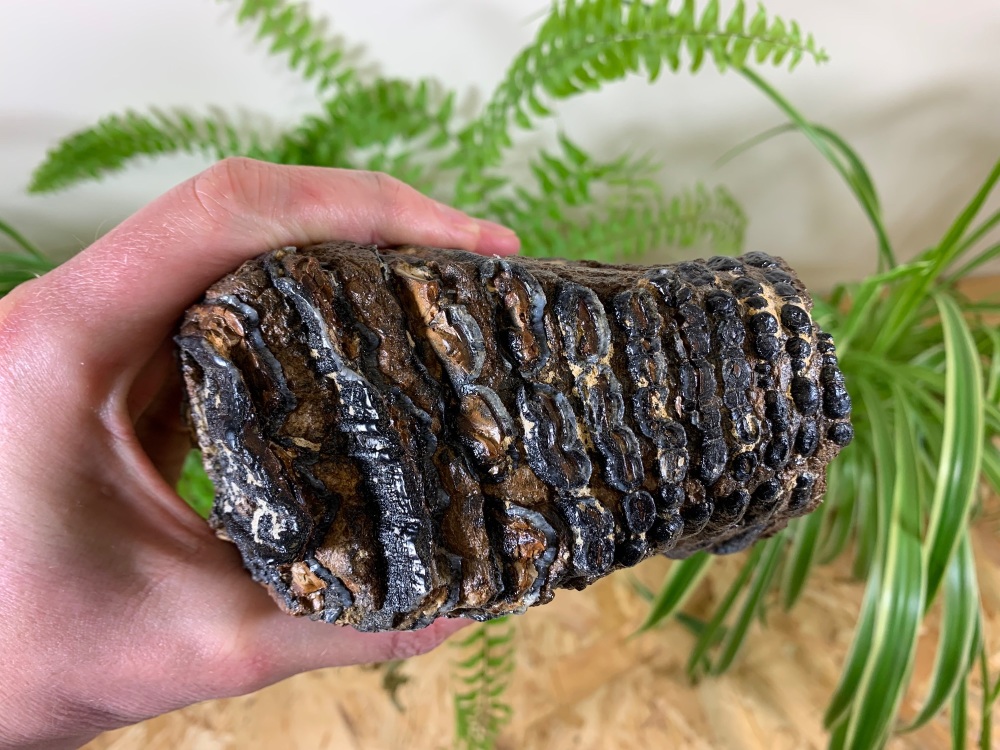 Woolly Mammoth Tooth #04