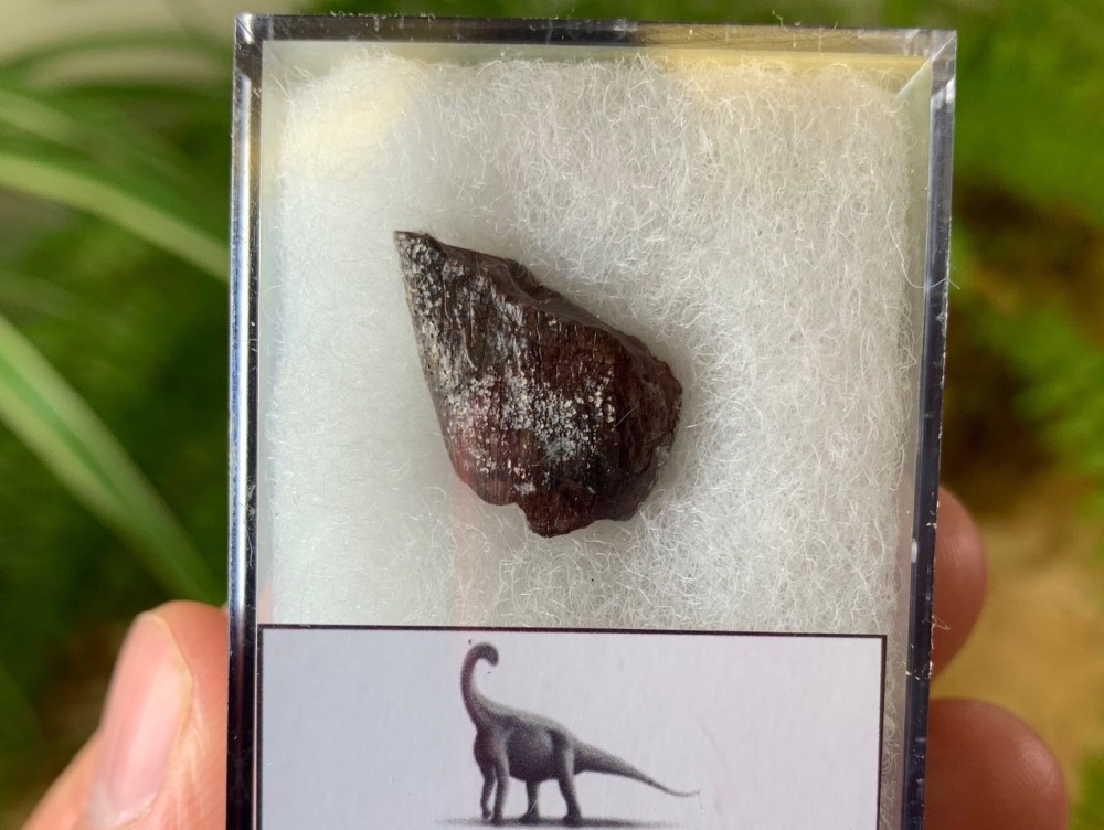 Middle Jurassic Sauropod Tooth, Niger (Tooth Chunk) #01
