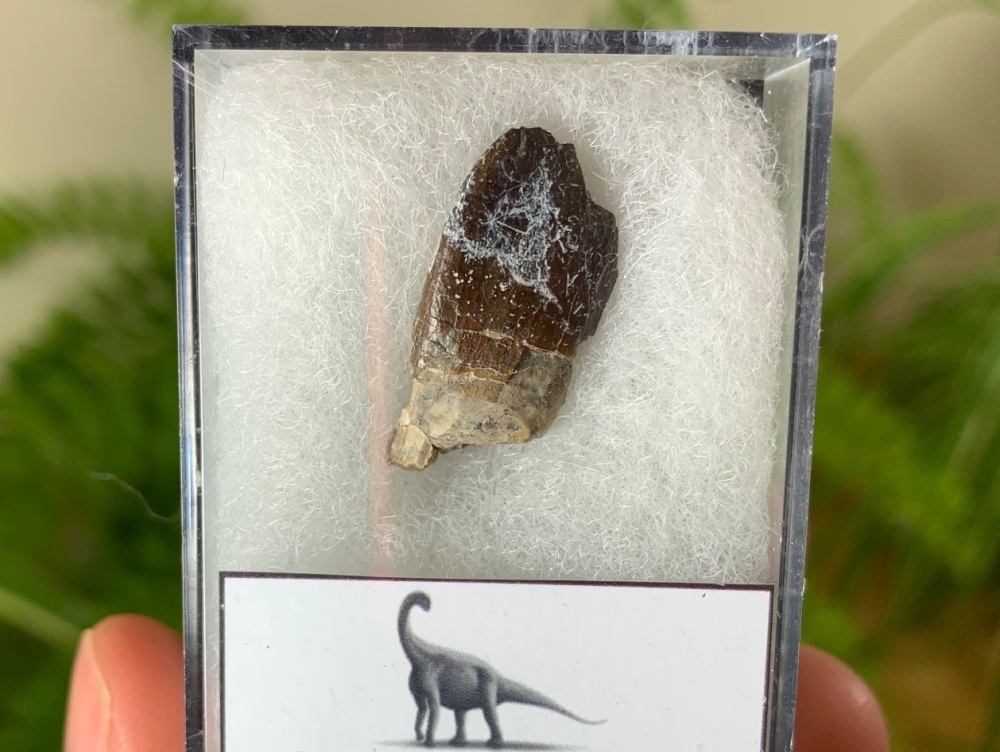 Middle Jurassic Sauropod Tooth, Niger (Partial) #02