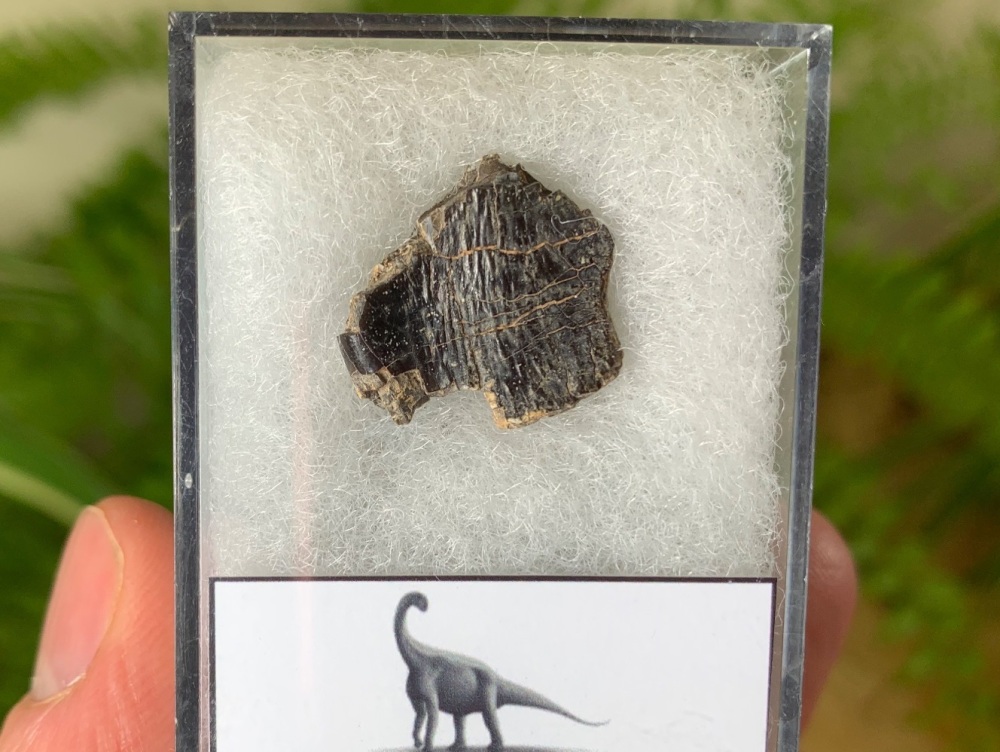 Middle Jurassic Sauropod Tooth, Niger (Partial) #05