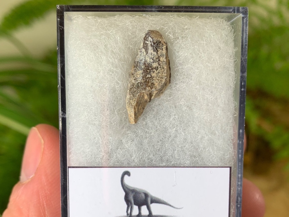 Middle Jurassic Sauropod Tooth, Niger (Partial) #06