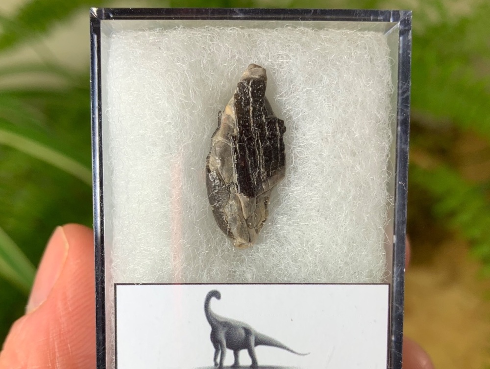 Middle Jurassic Sauropod Tooth, Niger (Partial) #07