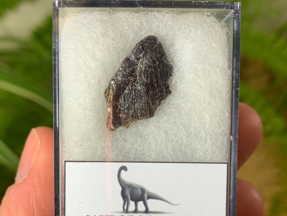 Middle Jurassic Sauropod Tooth, Niger (Tooth Tip) #10