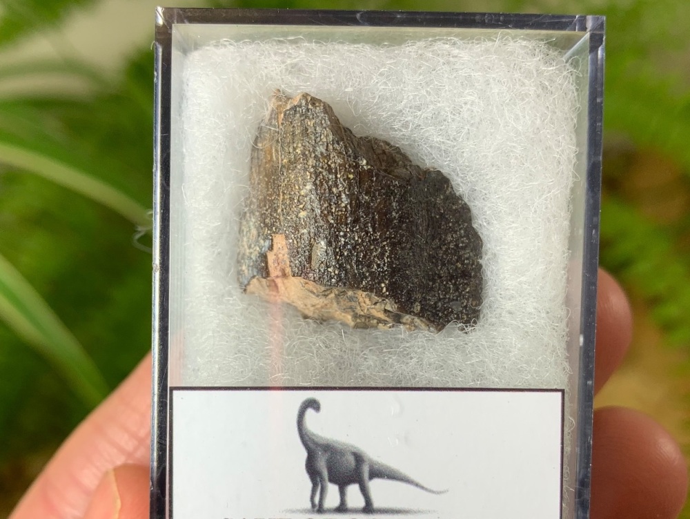 Middle Jurassic Sauropod Tooth, Niger (Tooth Chunk) #13