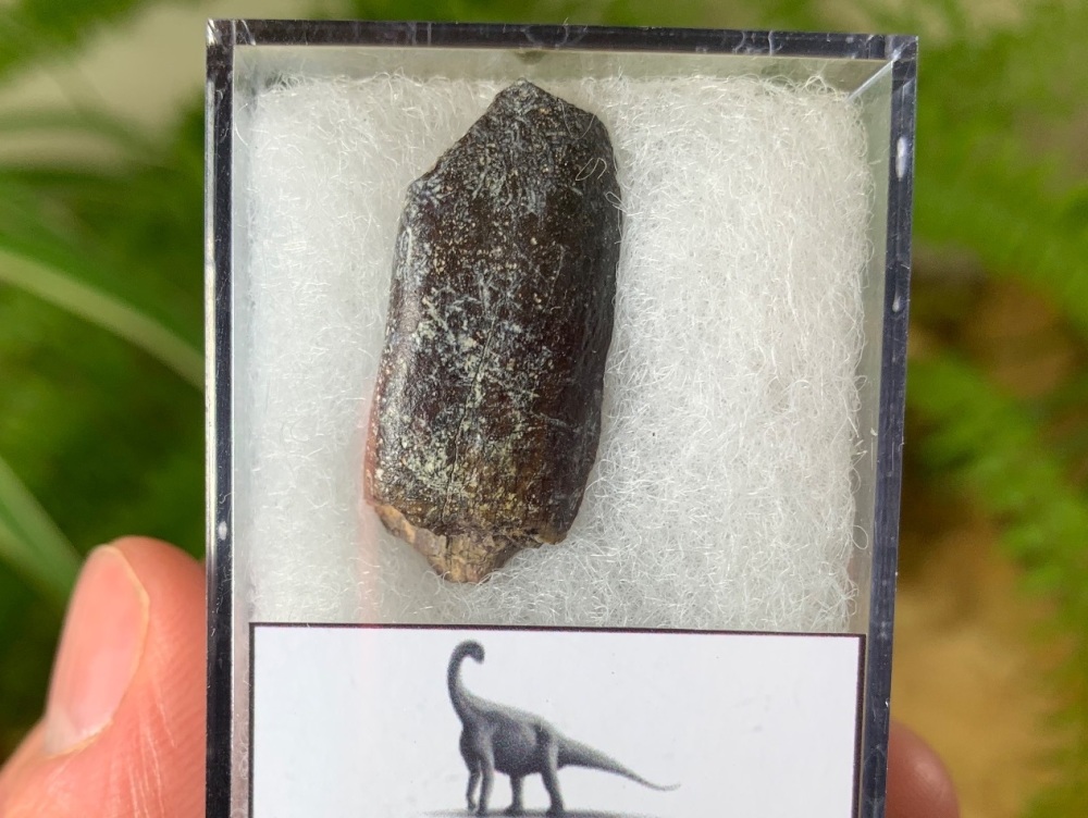 Middle Jurassic Sauropod Tooth, Niger (Tooth Chunk) #14