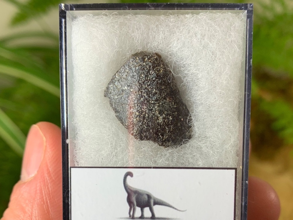 Middle Jurassic Sauropod Tooth, Niger (Tooth Tip) #15