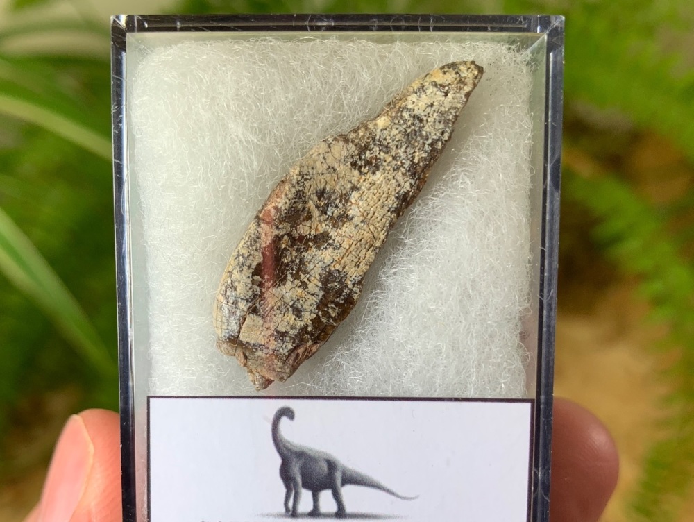 Middle Jurassic Sauropod Tooth, Niger (Partial) #15