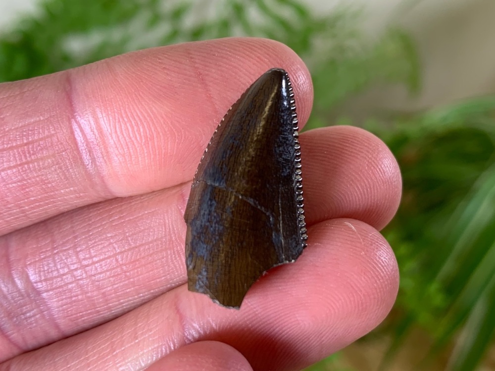 RARE Megalosaurid Tooth (Boulemane, El Mers Group)