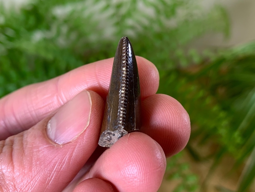 RARE Megalosaurid Tooth (Boulemane, El Mers Group)