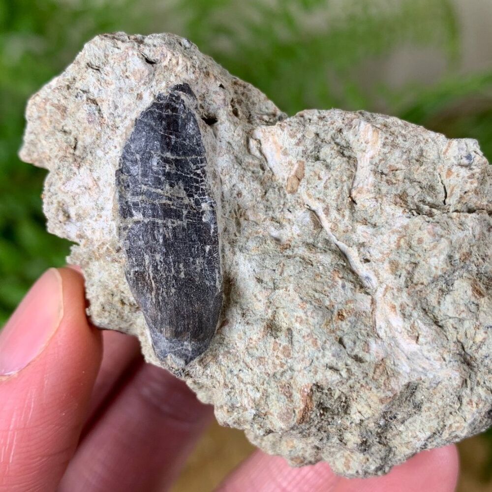 Sauropod Tooth (Atlas Mountains)