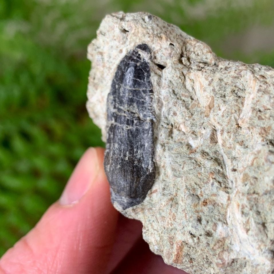 Sauropod Tooth (Atlas Mountains)