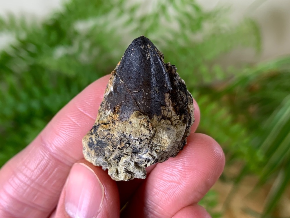 RARE Mid-Jurassic Sauropod Tooth (Boulemane, El Mers Group)