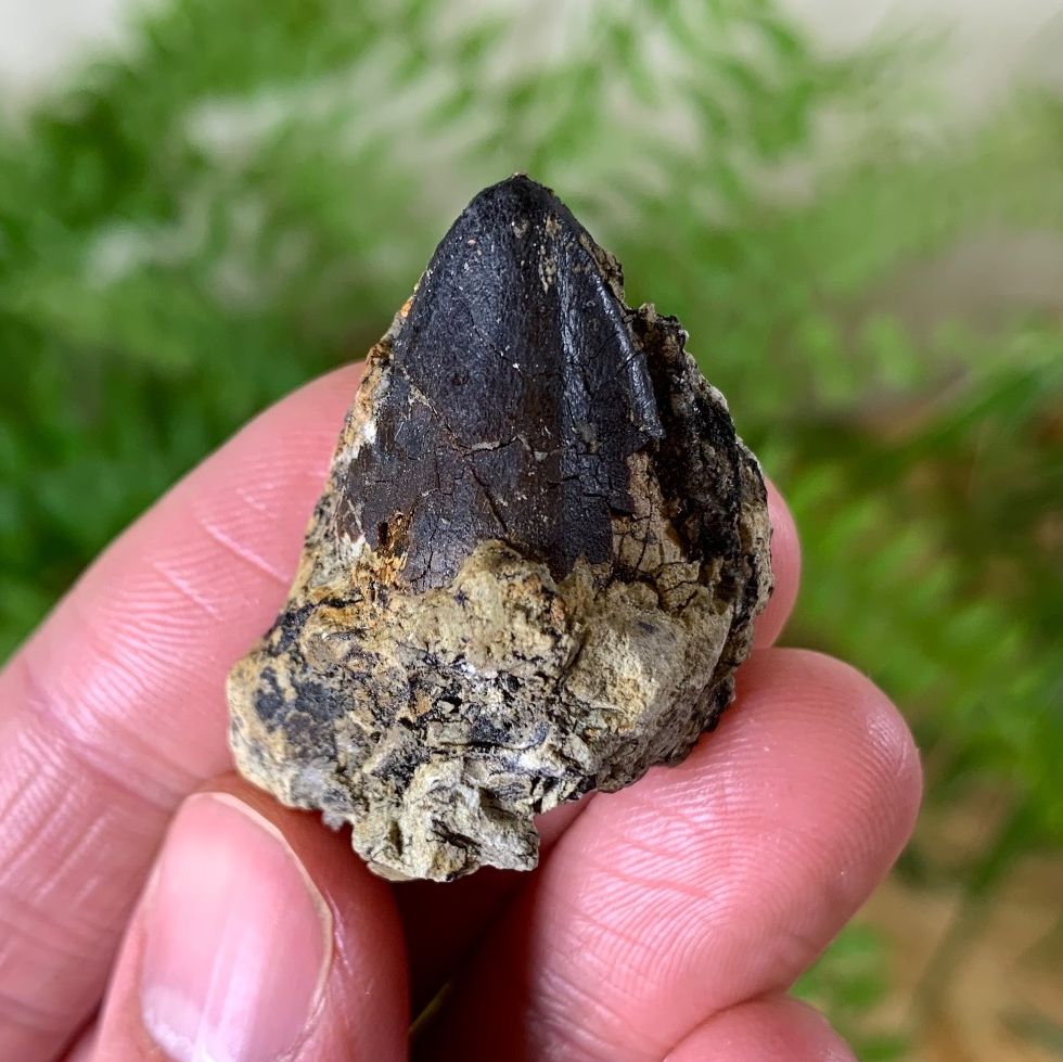 Sauropod Tooth (Atlas Mountains)