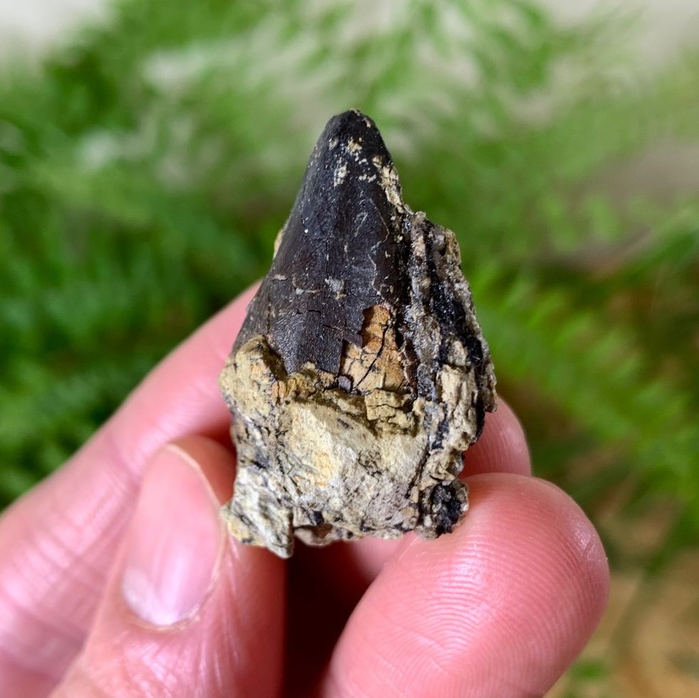 Sauropod Tooth (Atlas Mountains)