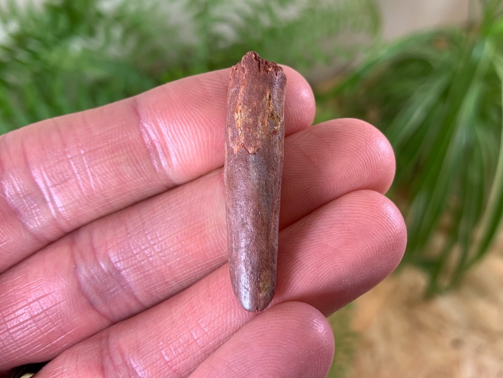 Titanosaurid Sauropod Tooth, Kem Kem #04