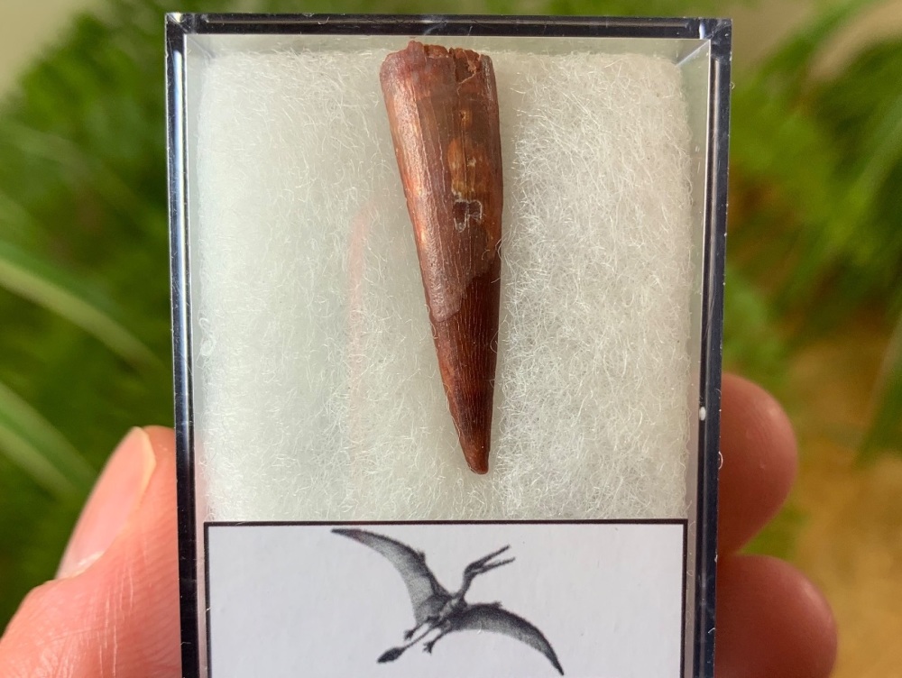 Large Pterosaur Tooth, Morocco #03