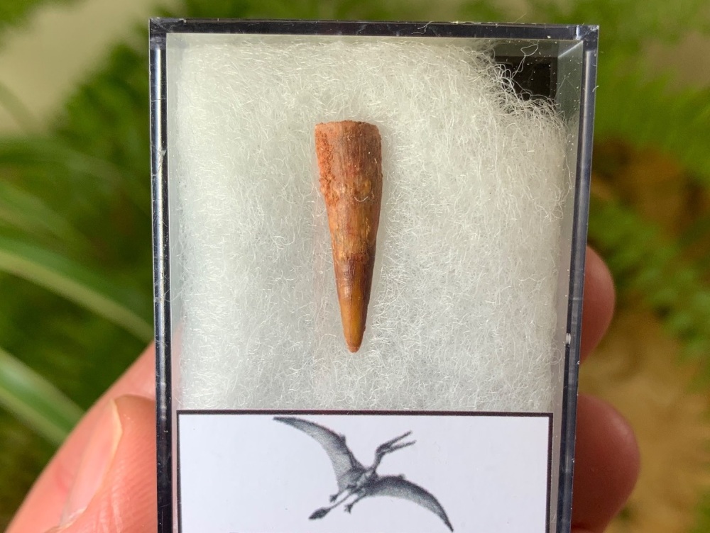 Pterosaur Tooth, Morocco #11