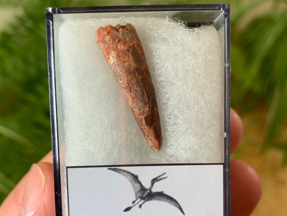Pterosaur Tooth, Morocco #14