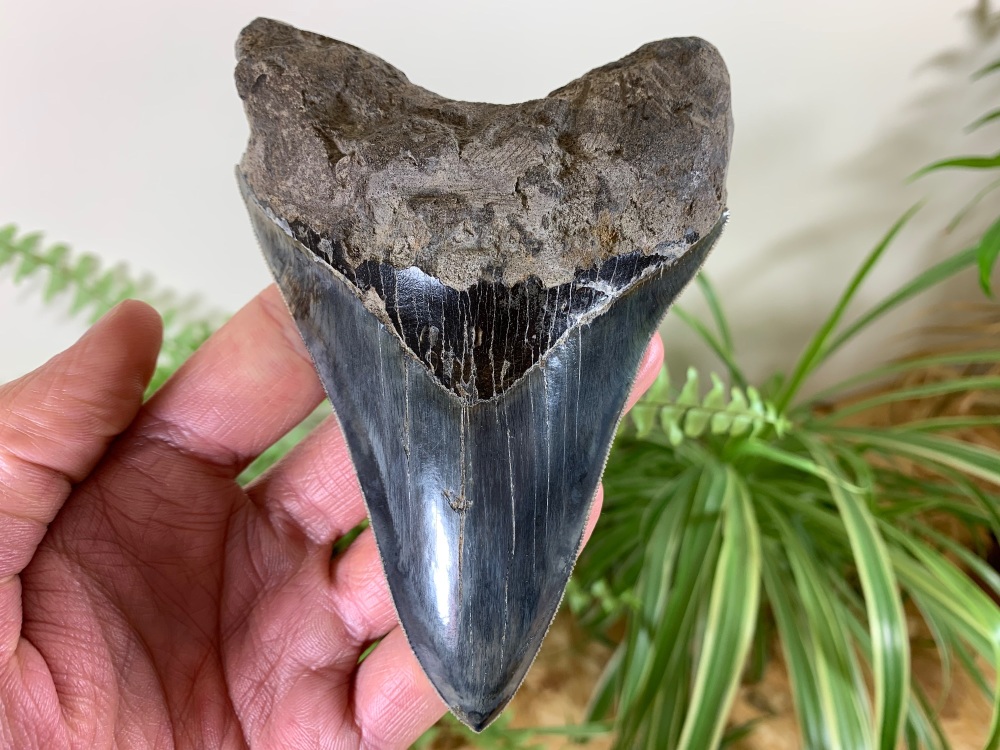 Megalodon Tooth, Indonesia - 5.19 inch #02