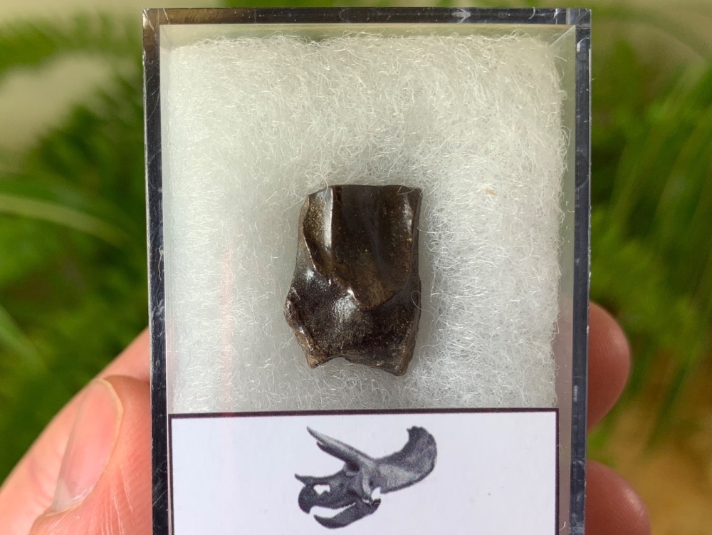 Triceratops Tooth #20