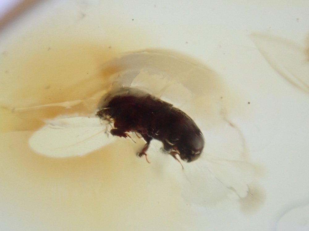 Dominican Amber Inclusion #17 (Beetle Inclusions)