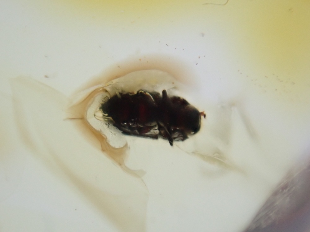 Dominican Amber Inclusion #17 (Beetle Inclusions)
