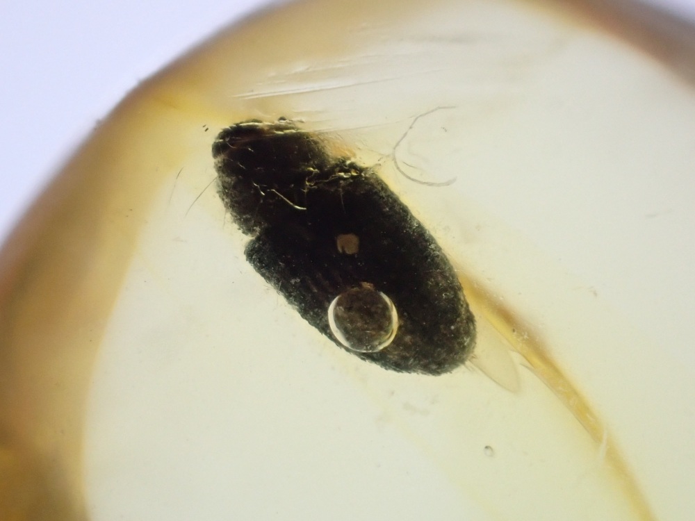 Dominican Amber Inclusion #22 (Beetle Inclusion)