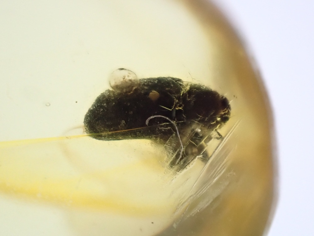 Dominican Amber Inclusion #22 (Beetle Inclusion)