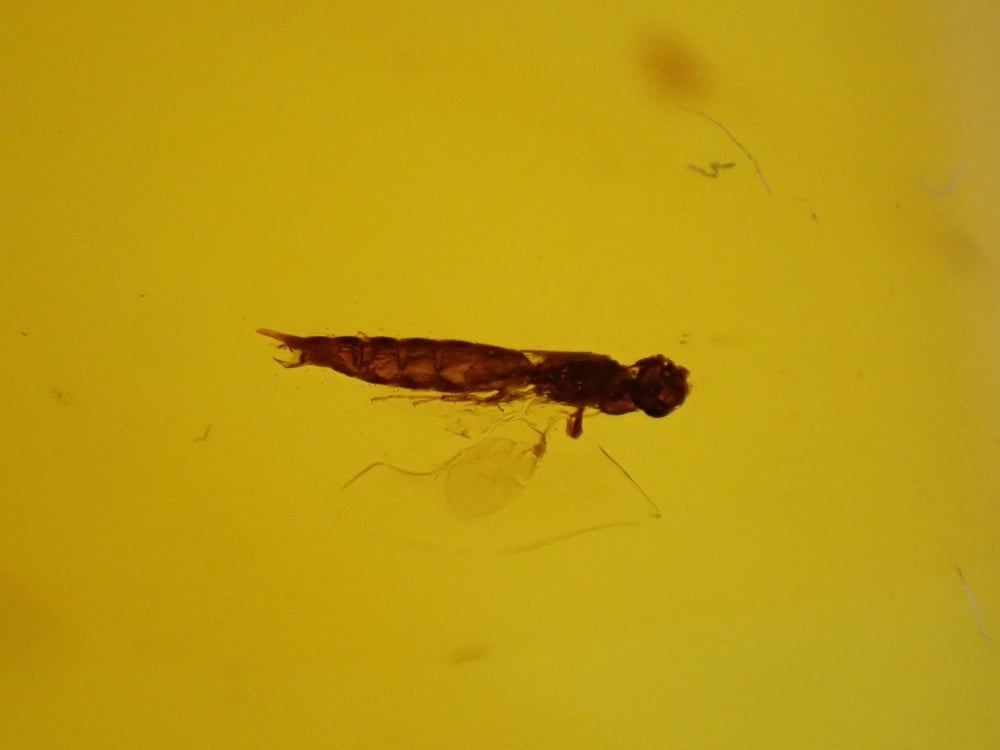 Large Dominican Amber with Inclusions (31.5g)