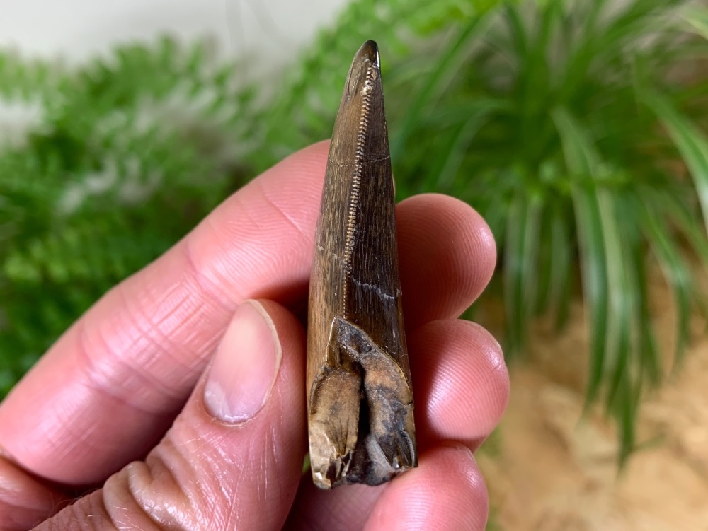 Large Daspletosaurus/Gorgosaurus Tyrannosaur Tooth (2.25 inch) #01