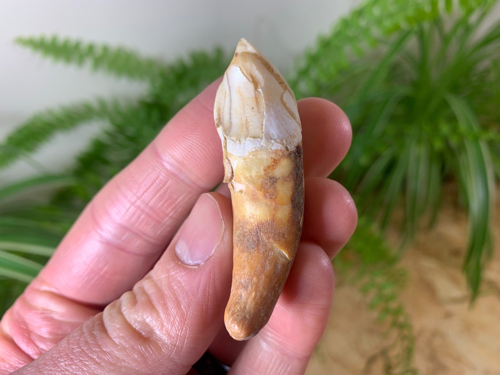 Ursus spelaeus Cave Bear Tooth (incisor) #03