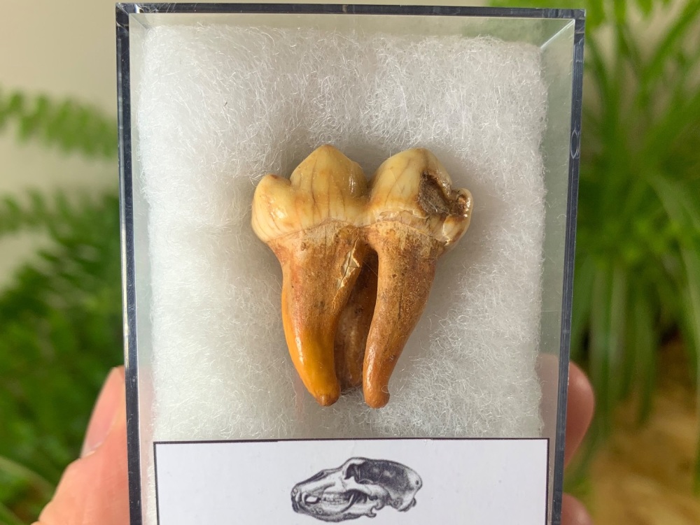 Ursus spelaeus Cave Bear Tooth (molar) #01