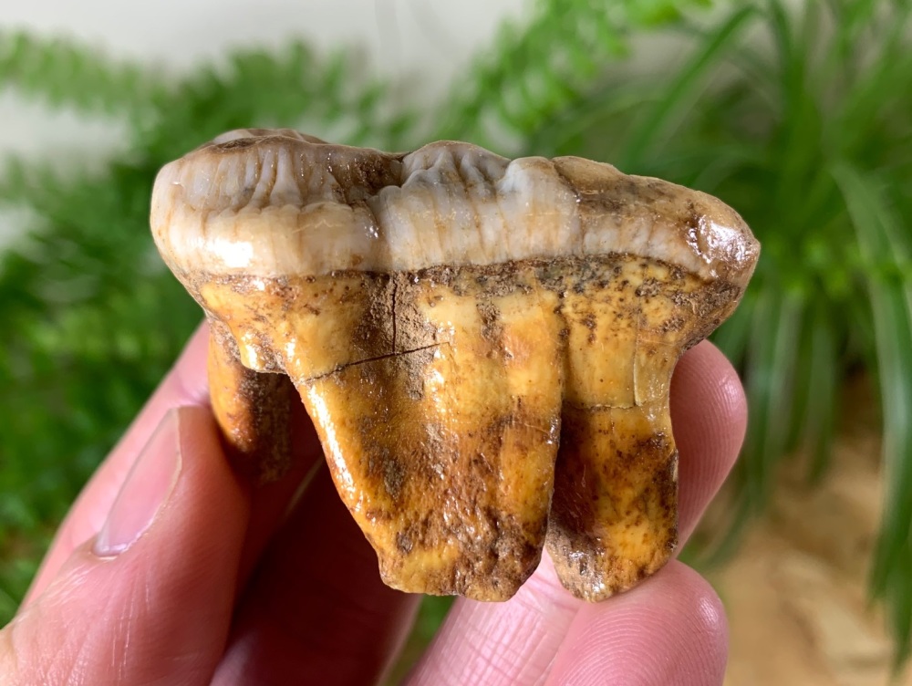 Ursus spelaeus Cave Bear Tooth (molar) #08