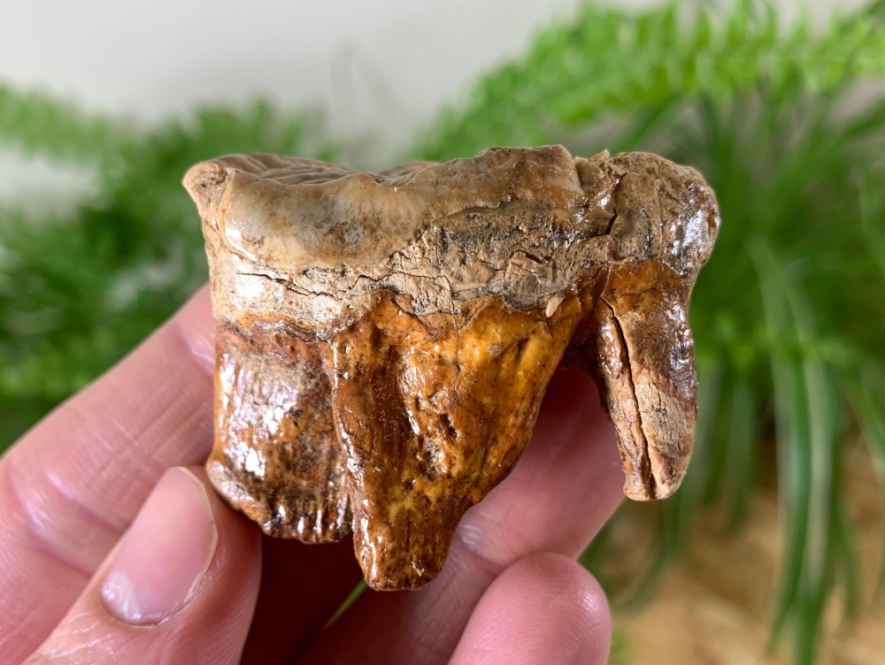Ursus spelaeus Cave Bear Tooth (molar) #11