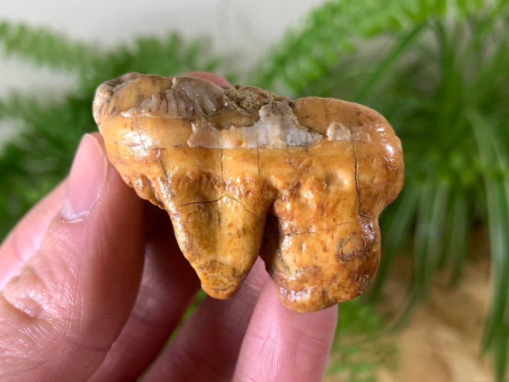 Ursus spelaeus Cave Bear Tooth (molar) #12