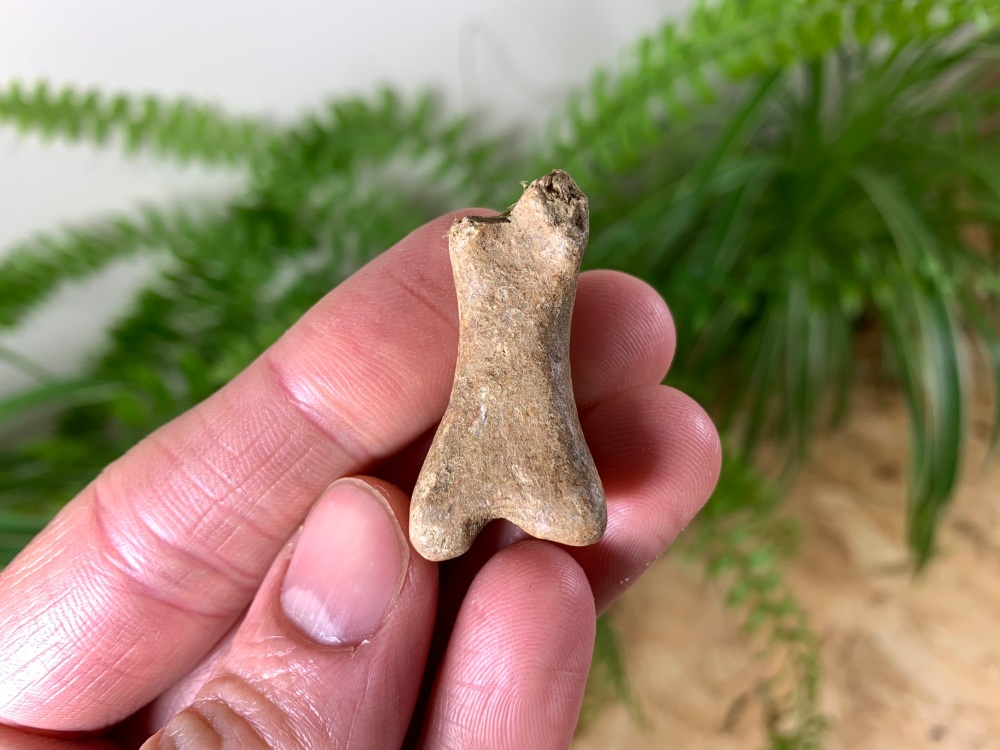 Cave Bear Digit (Finger/Toe Bone) #02